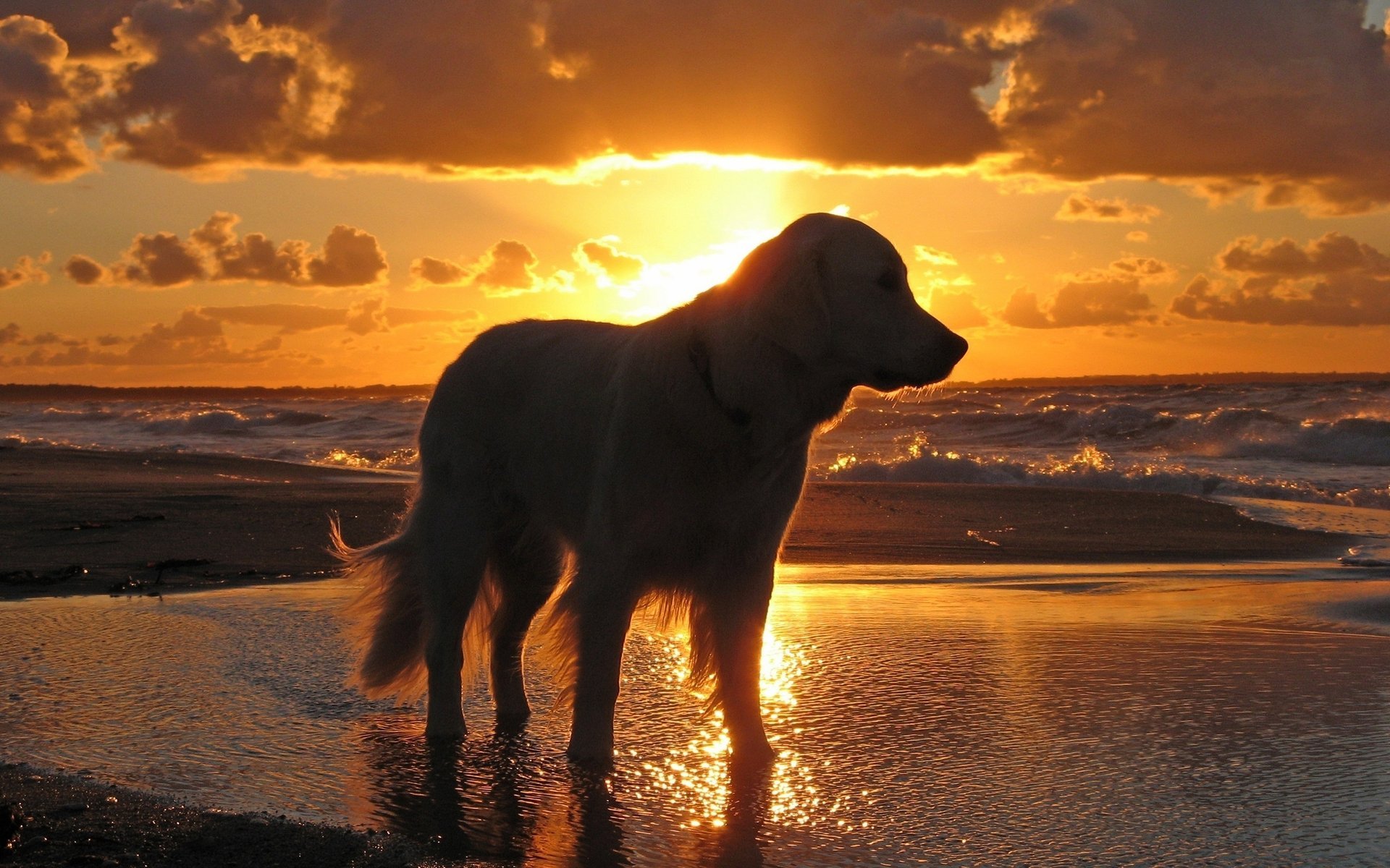 dog sky sunset water sea waves dog sadness evening animal