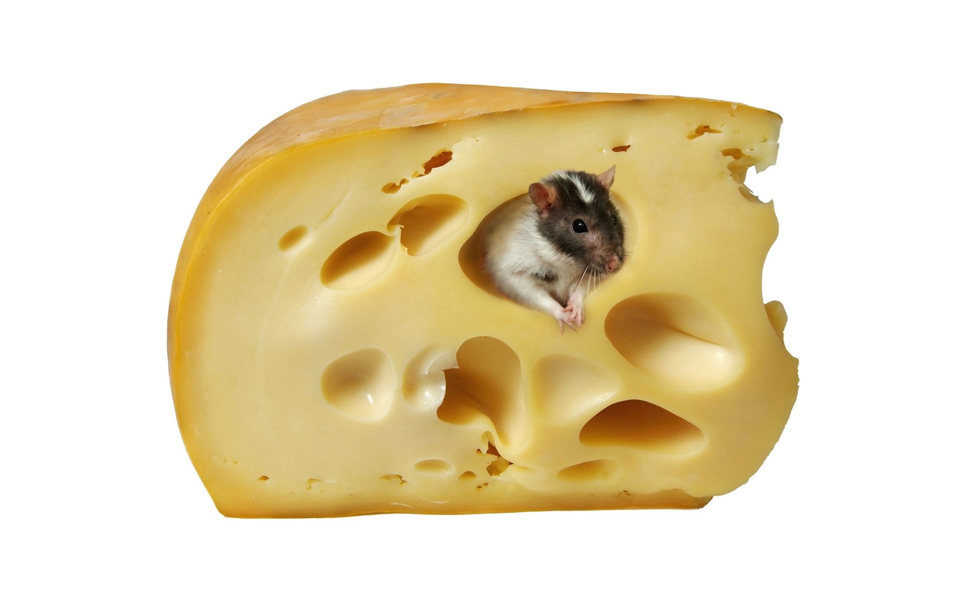 rata queso holandés ratas vida dulce dolce vita comida queso agujeros animales roedores