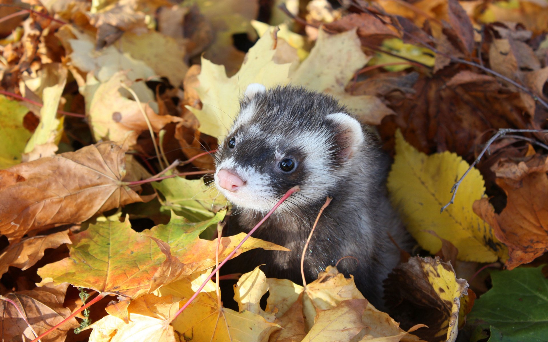 frettchen blätter herbst frettchen frettchen blick nagetiere