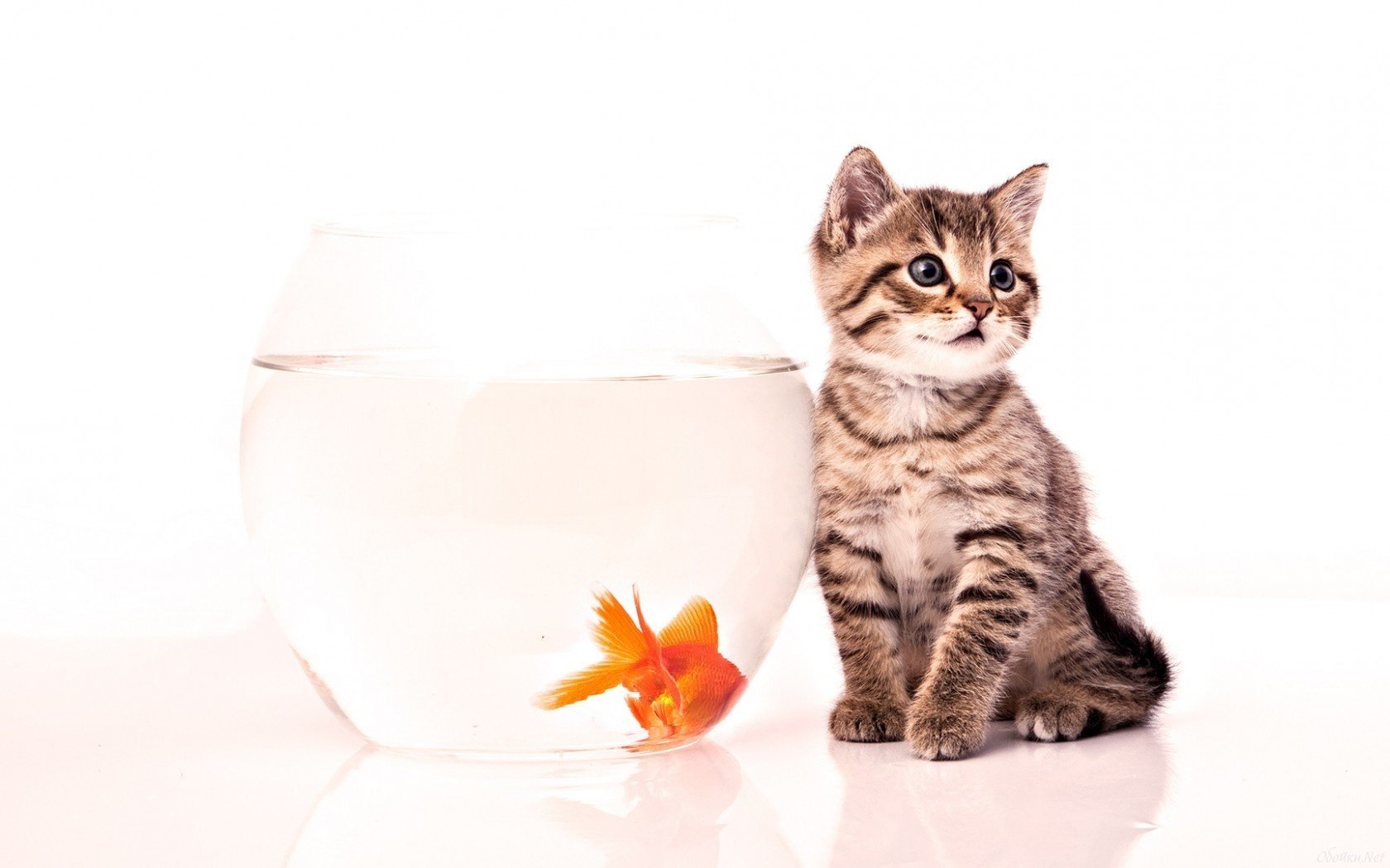 kätzchen aquarium fisch weißer hintergrund blick gesicht augen ohren goldfisch tiere katzen