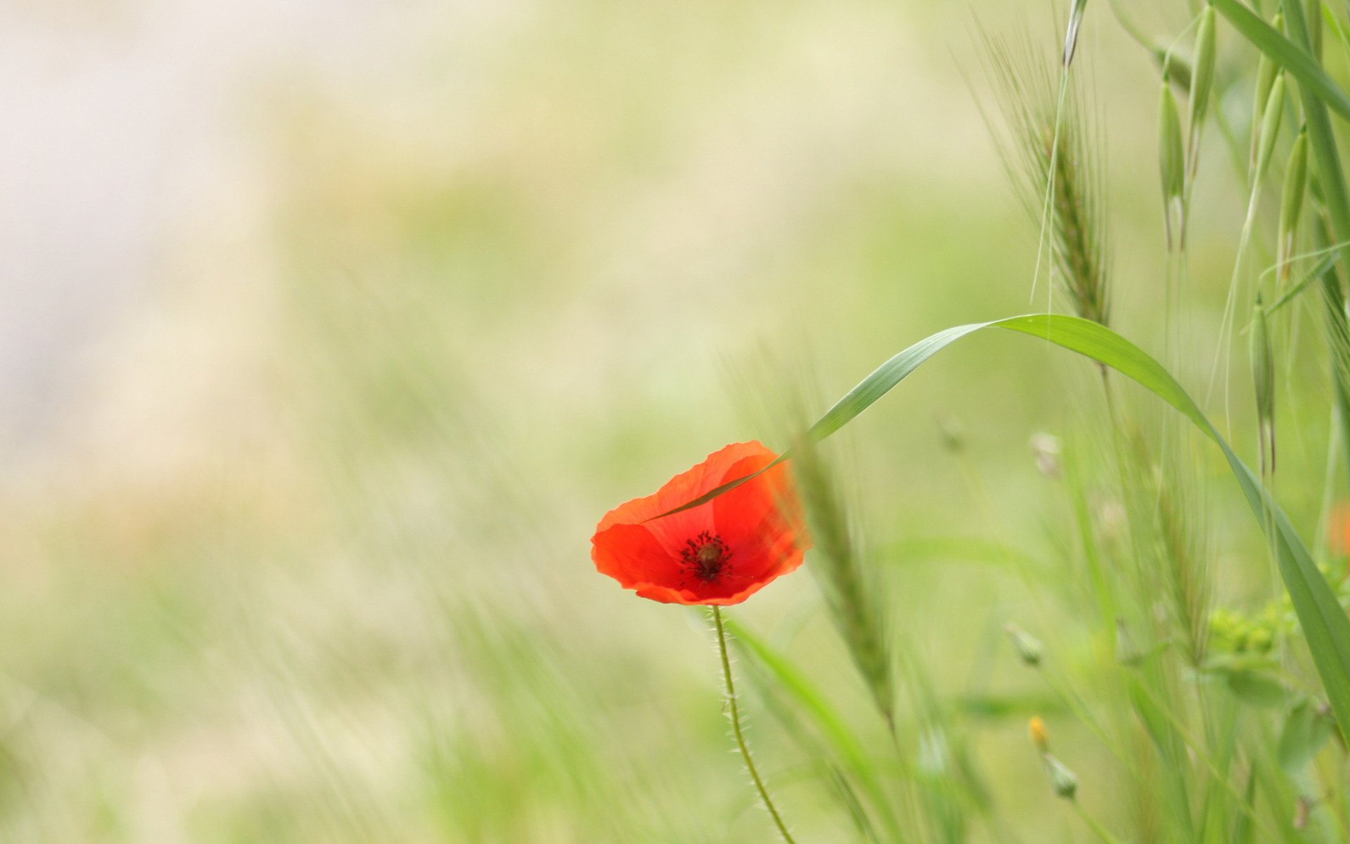 bellissimi fiori foto di fiori sfondi primavera papavero campo erba spighette