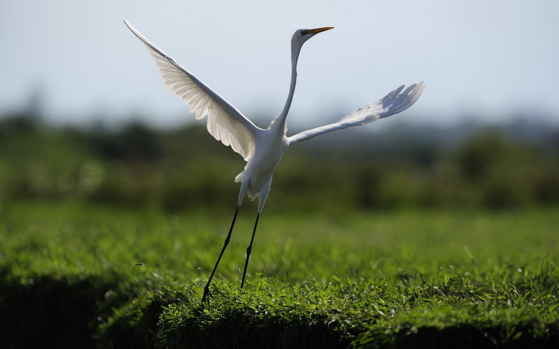 bird dance nature flight field grass animals bird