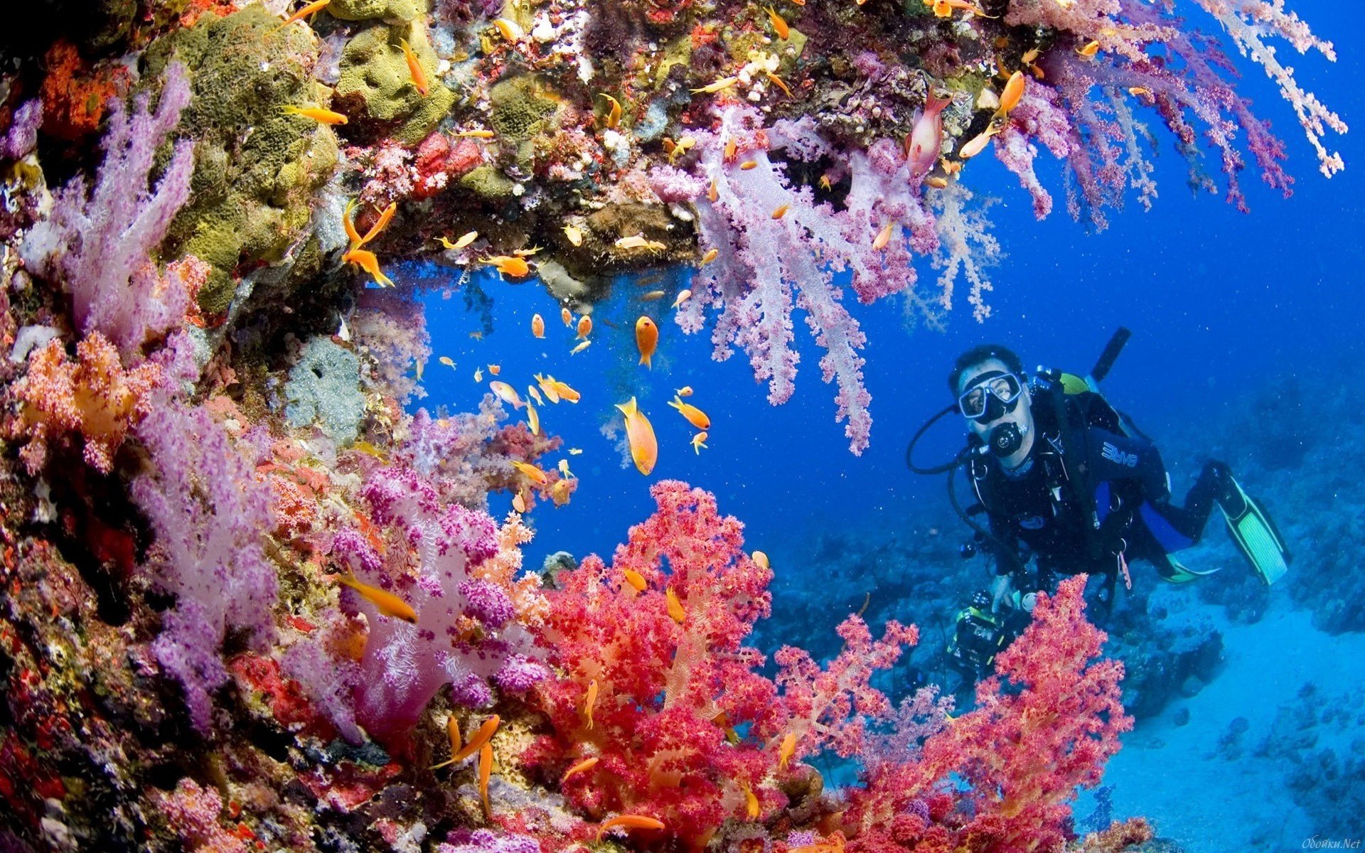 underwater reef sea diver water algae fish water world