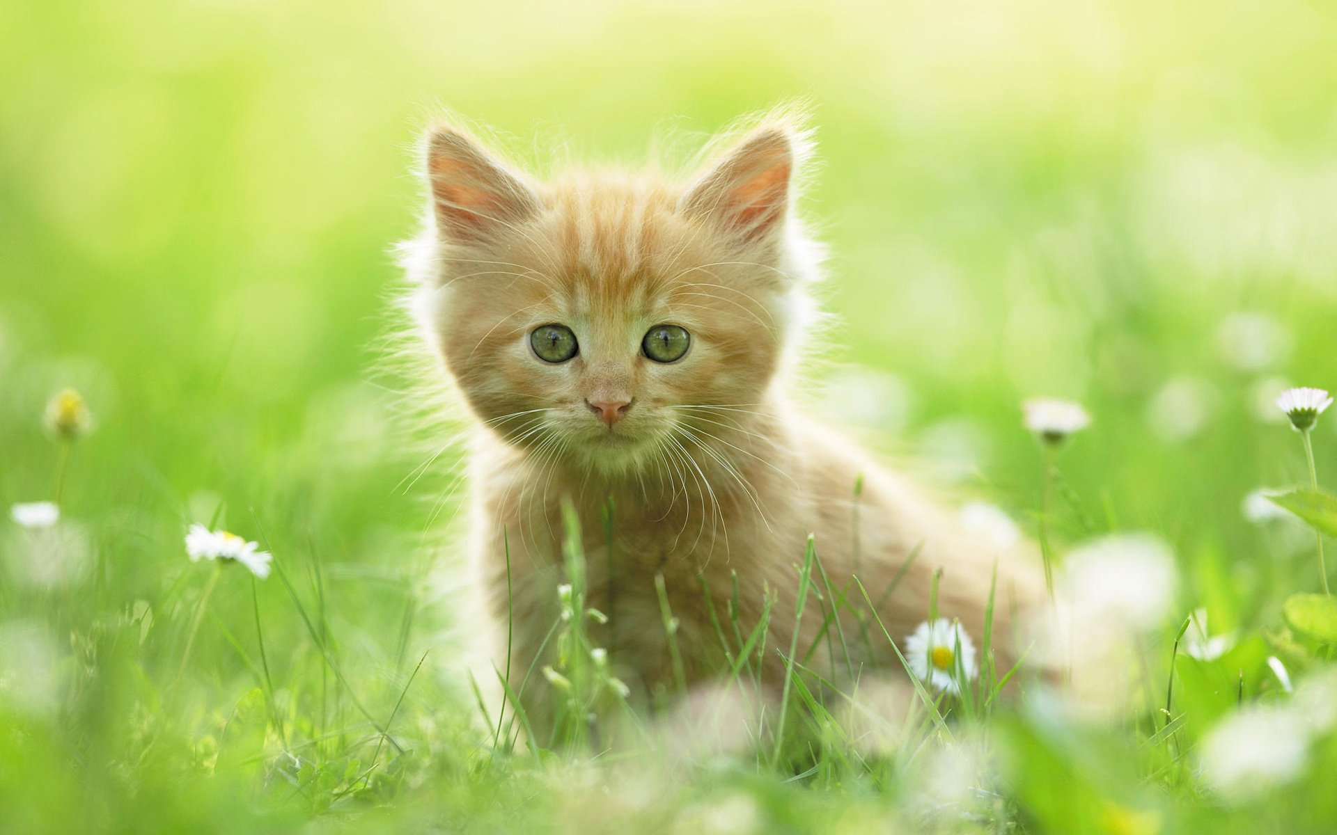 kätzchen rot gras gänseblümchen tiere blick katze augen