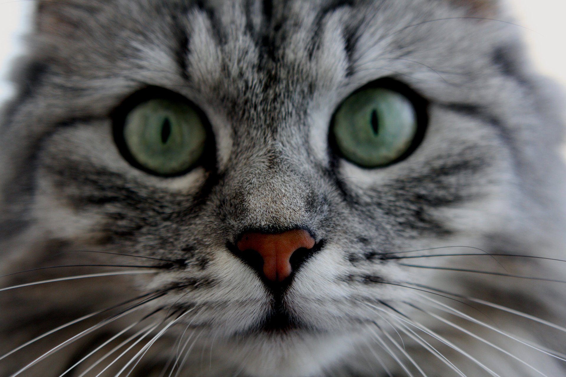 katzen tiere augen schnurrbart schnauze grüne augen katze haustier katze blick miau miau miau überraschung wolle auslauf katze