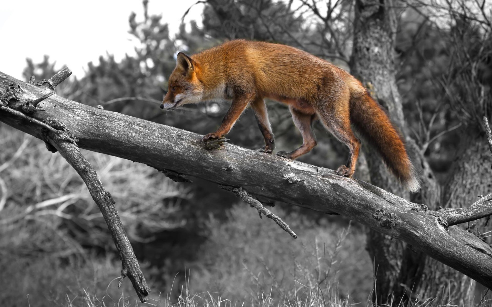 fox red tree nature the trick mind tail ear