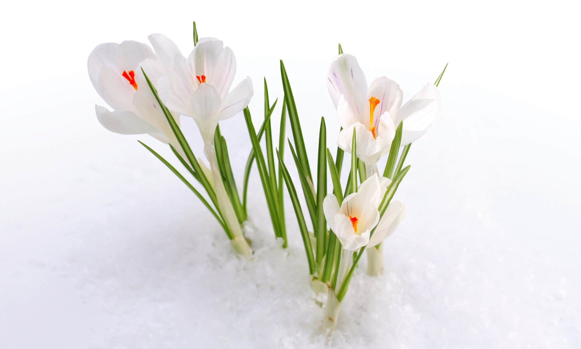 blumen primel krokusse schnee frühling knospen makro