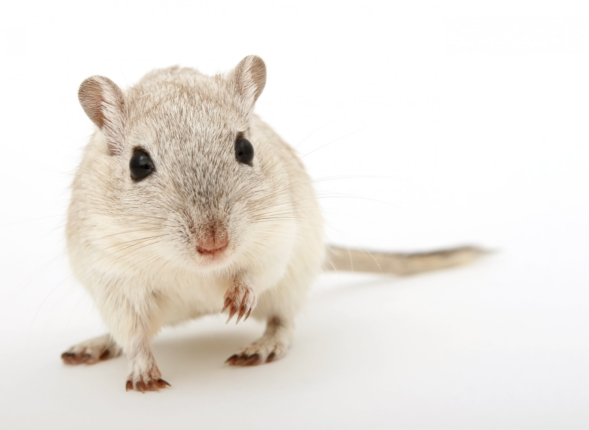 tier nagetier weißer hintergrund ratte pazuri schwarze augen nagetiere