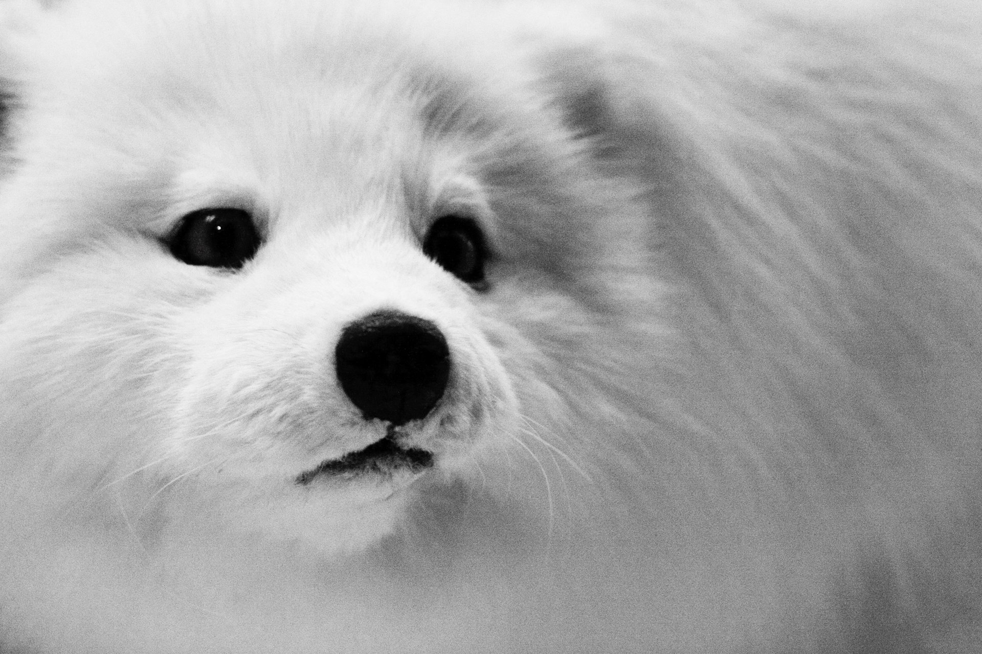 vulpes lagopus renard arctique cub animal blanc arctique arctique renard animaux museau noir et blanc