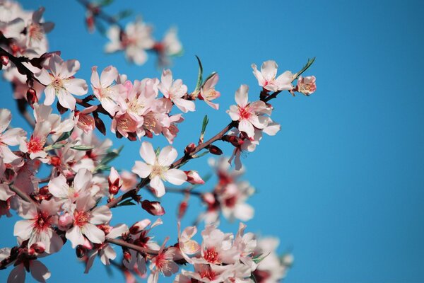 Pink cherry blossoms (cherry blossoms) in full bloom