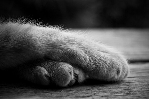 Pattes croisées d un chaton gris