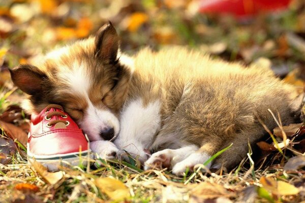 Puppy sleeps on a shoe in the leaves