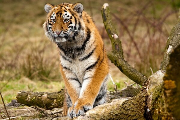 Siberian tiger is hiding on a fallen tree