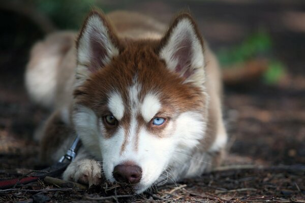 Kufa husky z kravym spojrzeniem