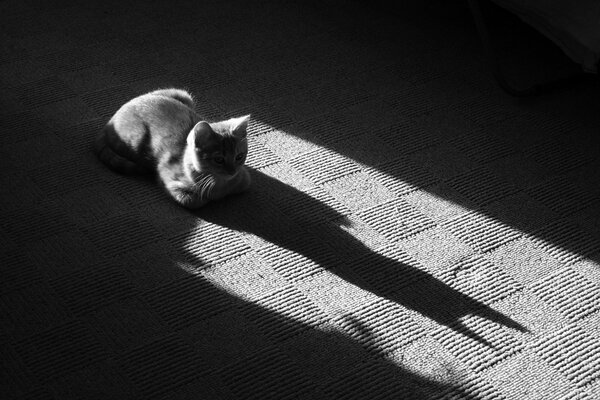 Chat couché sur le tapis en noir et blanc