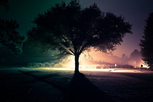 Mysterious trees of the night city