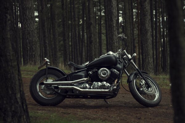 Motorcycle bike on the background of trees