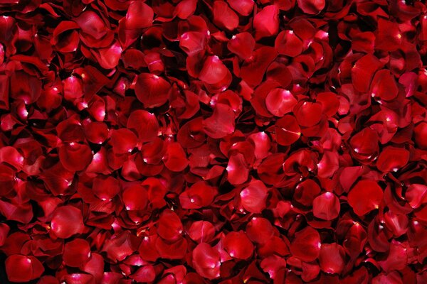 Red background of rose petals