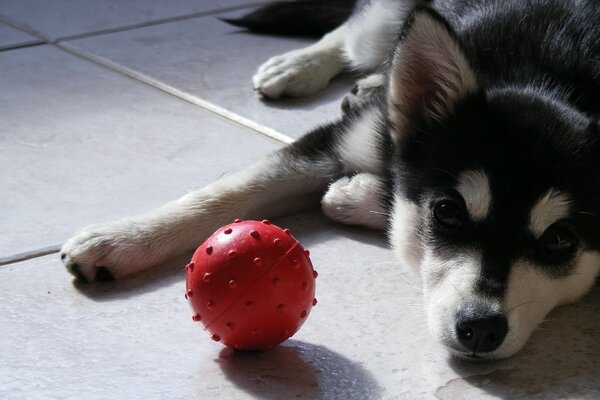 Husky resting after playing with a ball