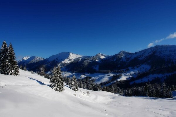 Christmas trees in the snow on the background of mountains