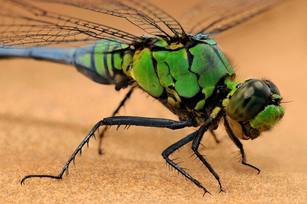 Insect dragonfly on a warm background