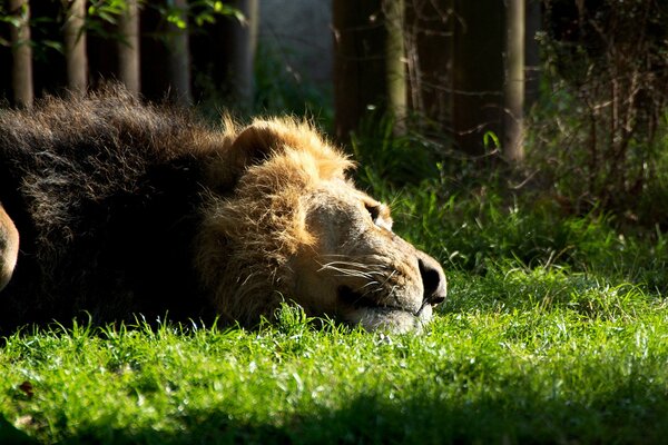 The lion is lying on the grass near the forest