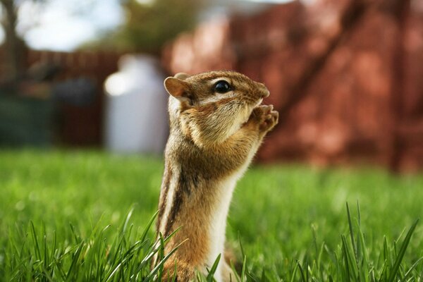 Chipmunk Makro schießen