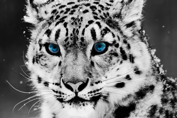 Leopardo delle nevi con gli occhi azzurri spolverati di neve