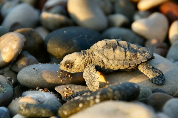 Tortuga de mar en las rocas