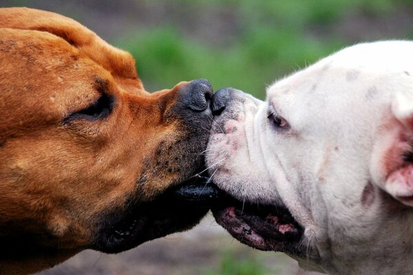 Ein Paar Staffordshire-Terrier lieben es zu spielen