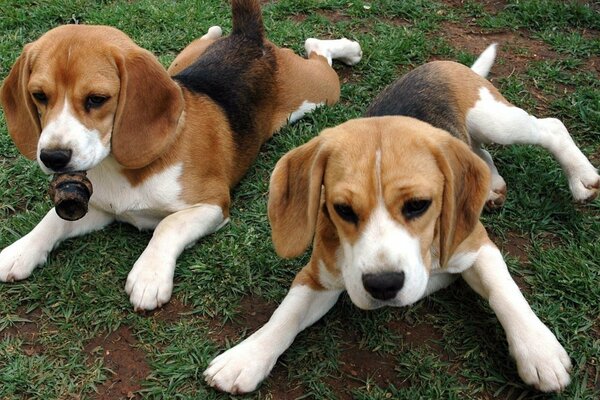 Dos cachorros pelirrojos yacen en la hierba