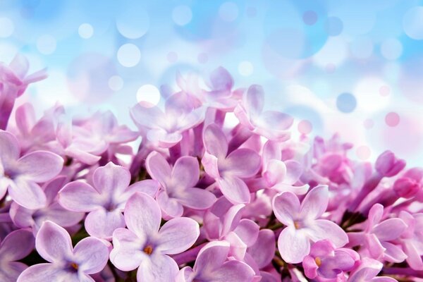 Beautiful purple-blue background