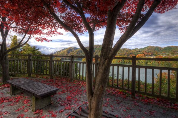 A beautiful tree with red leaves on the background of a lake