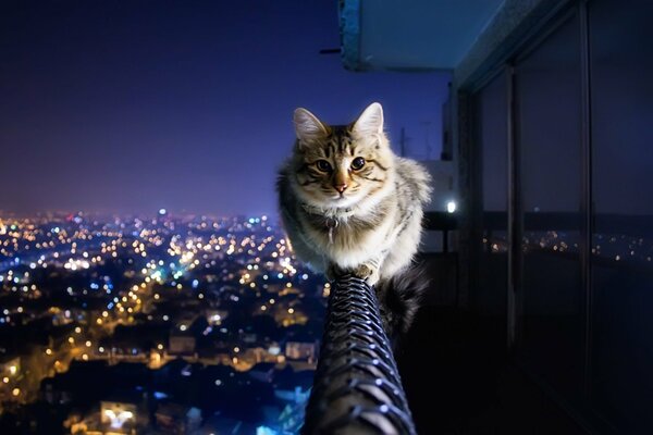 Kisa est assis sur la balustrade sur le fond de la ville du soir