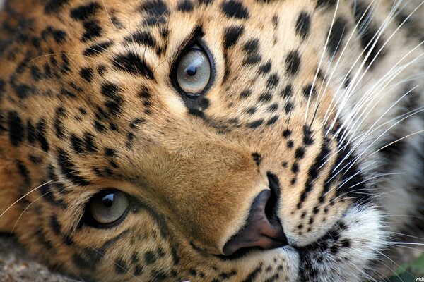 Leopard head with expressive look