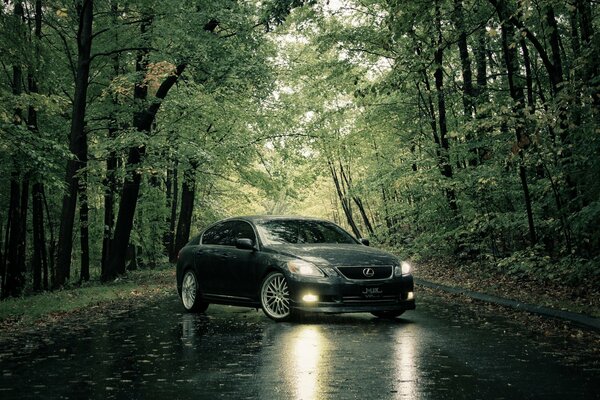 Lexus in the rainy forest