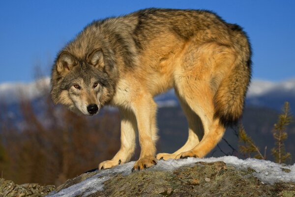 El lobo gris acecha a la presa