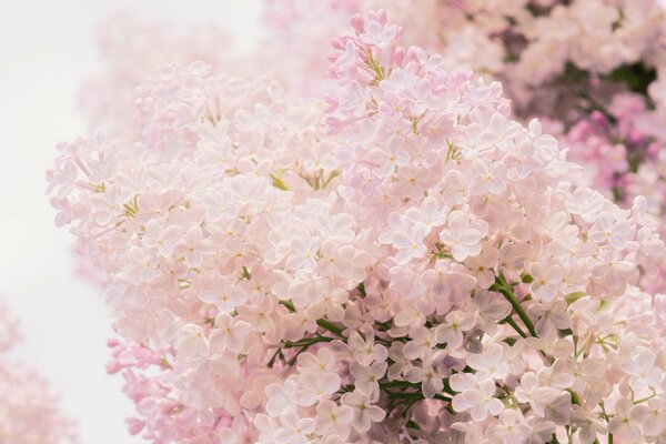 Branches of tender spring lilac