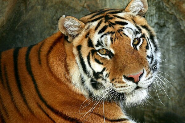 Beau tigre aux yeux tristes