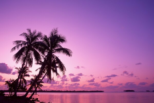 Palmeras en el fondo de una puesta de sol rosa