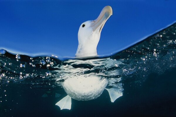 Bébé nage dans l eau