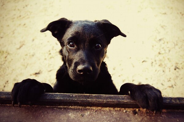 Le regard dévoué du chien