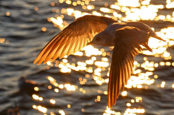 Vuelo de aves sobre el agua