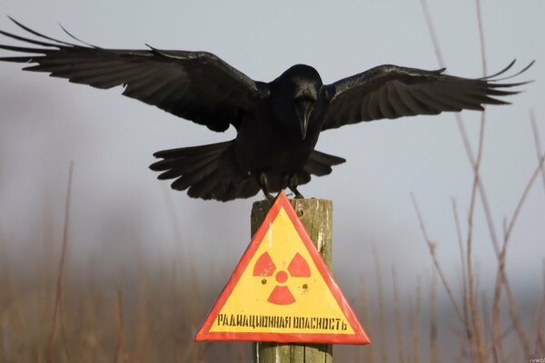 Funkzone diese gefährliche Zone der Krähen fliegt immer dort hin