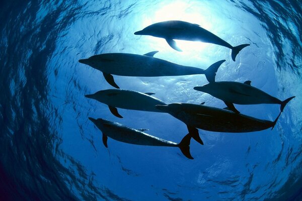 Delfini alla luce dell acqua di mare