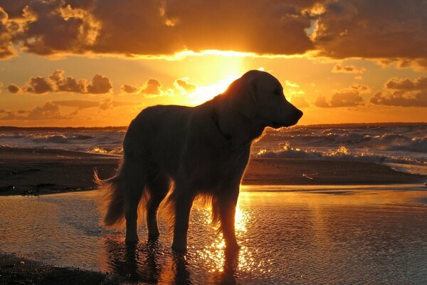 Bei Sonnenuntergang spaziert Sbaka am Strand entlang