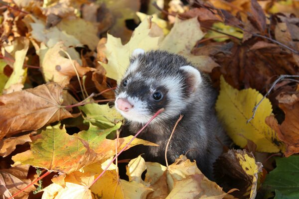 Ferret in autumn leaf fall