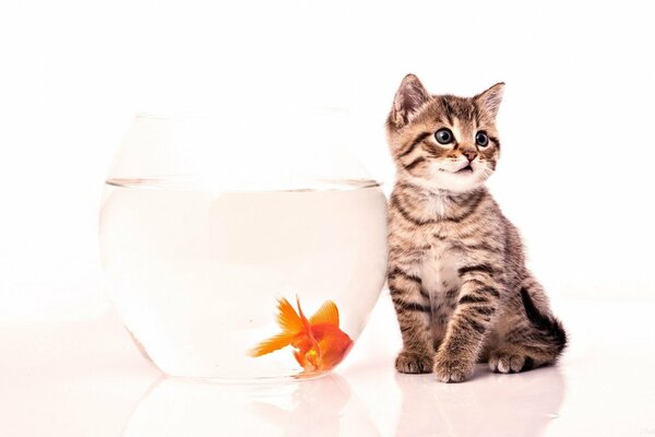 Deux amis: un chaton et un poisson rouge