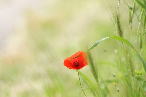 Papavero fiore rosso verde