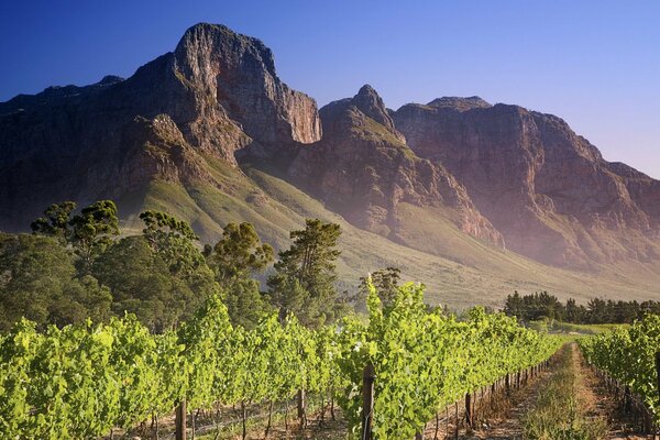 Grüner Weinberg inmitten der hohen Berge